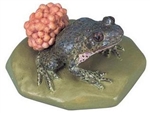 Midwife Toad Model