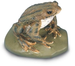 Common Toad Model (Male)