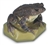 Common Toad Model (Female)