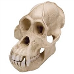3B Scientific Orangutan Skull (Pongo Pygmaeus), Male, Replica