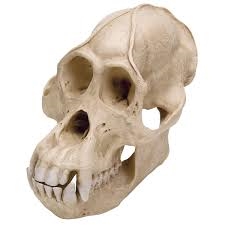 3B Scientific Orangutan Skull (Pongo Pygmaeus), Male, Replica