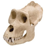 3B Scientific Gorilla Skull (Gorilla), Male, Replica