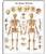 3B Scientific Human Skeleton Chart