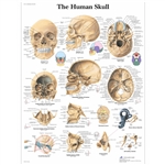 3B Scientific Human Skull Chart