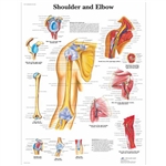 3B Scientific Shoulder and Elbow Chart