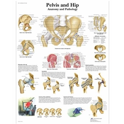 3B Scientific Pelvis and Hip Chart, Anatomy and Pathology