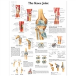 3B Scientific Knee Joint Chart