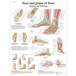 3B Scientific Foot and Joints of Foot Chart, Anatomy and Pathology