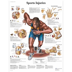 3B Scientific Sports Injuries Chart