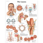 3B Scientific The Larynx Chart