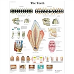 3B Scientific The Teeth Chart