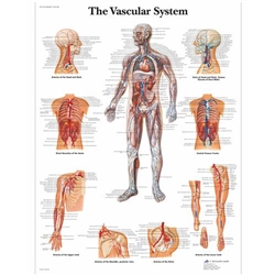 3B Scientific The Vascular System Chart