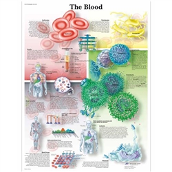 3B Scientific The Blood Chart