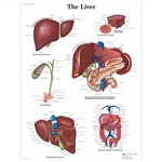 3B Scientific Liver Chart