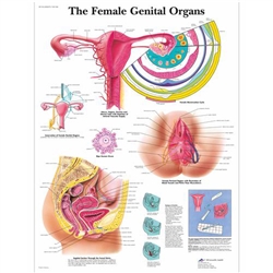 3B Scientific The Female Genital Organs Chart