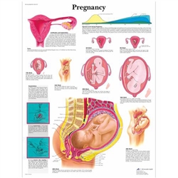 3B Scientific Pregnancy Chart