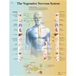 3B Scientific The Vegetative Nervous System Chart