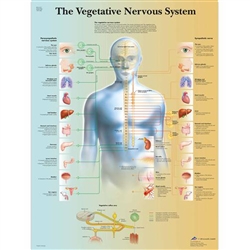 3B Scientific The Vegetative Nervous System Chart