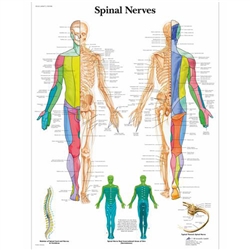 3B Scientific Spinal Nerves Chart