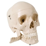 3B Scientific Skull Model with Teeth for Extraction, 4 Part