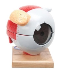 Eyeball with Functional Lens, 6-times Full-Size (5 Part)