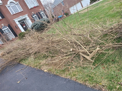 Tree, Brush Yard Waste Removal