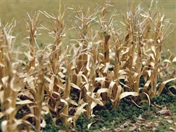 Bachmann 32503 HO Dried Corn Stalks 1" Tall Pkg 30