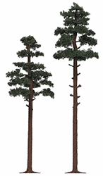 Busch 6144 HO Pine Trees Pkg 2