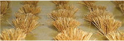 JTT 95579 HO Detachable Bushes Pkg 30 Wheat Wheat Grass 3/8" Tall