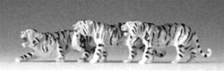 Preiser 20380 HO Animals Tigers Pkg 3