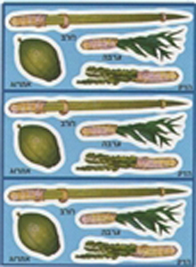 4 Minim Sukkot Stickers