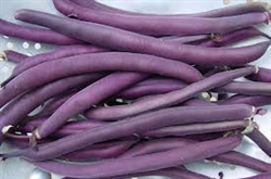 Beans, Royal Burgundy/Purple ~ 1 lb