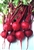 Baby Beets, Red ~ 1 bunch