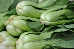 Bok Choy, Green ~ 1 lb