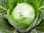 Cabbage, Green ~ 1 medium head
