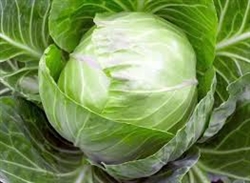 Cabbage, Green ~ 1 medium head