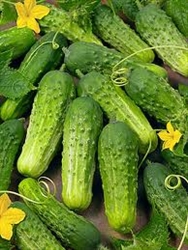 Cucumbers, Pickling ~ 1 lb