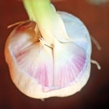 Fresh Elephant Garlic (large, with stem)  ~ 1/order