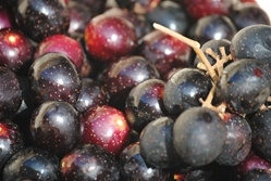 Grapes, Black/Bronze Muscadine ~ 1 quart