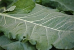 Collards ~ 1 bunch