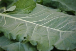 Collards ~ 1 bunch