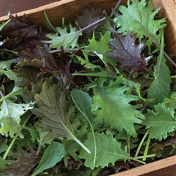 Baby Kale ~ 7.5 oz