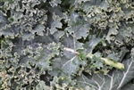 Kale, Green ~ 1 bunch