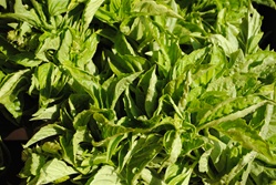 Basil, Green ~ 1 oz