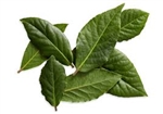 Bay Leaves, Fresh ~ 8 leaves