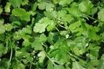 Cilantro ~ 1 oz