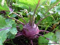 Kohlrabi, Purple (1/order)