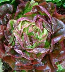 Lettuce, Red Bibb ~ 1 head