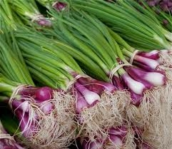 Scallions/Baby Onions, Red ~ 1 bunch