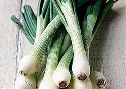 Spring Onions, White ~ 1 bunch (2 to 3)